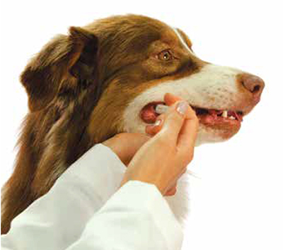 bordetella in dogs the critical of mucosal immunity for protection against bordetella bronchiseptica bordetella in dogs the critical of mucosal immunity for protection against bordetella bronchiseptica